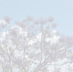 Перекази та Платежі #13 | Raiffeisen Bank Aval